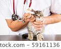 Veterinary clinic with a kitten 59161136