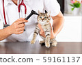 Veterinary clinic with a kitten 59161137