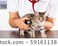 Veterinary clinic with a kitten 59161138
