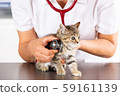 Veterinary clinic with a kitten 59161139