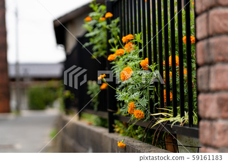 Stock Photo: Tokiname Cosmos Stock Photo: Tokiname Cosmos 59161183