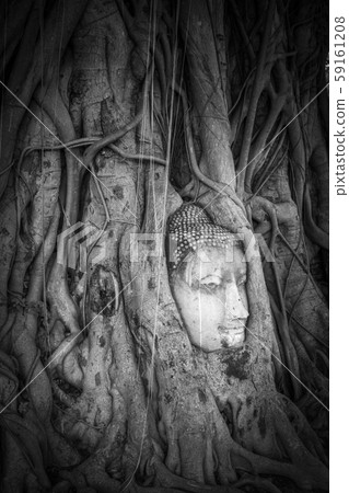 Buddha Head in Tree Roots, Wat Mahathat, 59161208