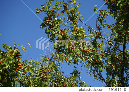 Fruitful autumn dates 59161248