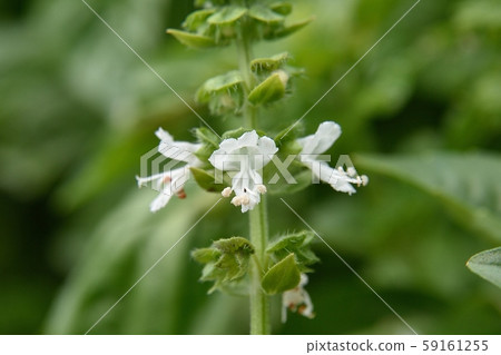 Basil flowers Basil flowers 59161255