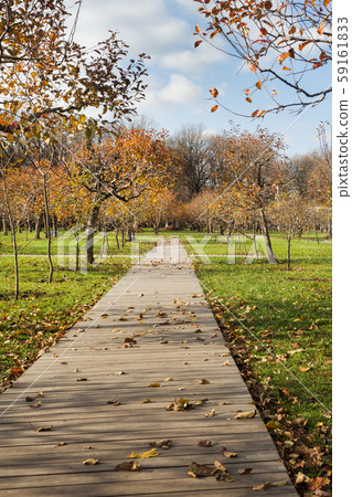 Autumn trees and fallen yellow leaves in a Park in the city. Autumn trees and fallen yellow leaves in a Park in the city. 59161833