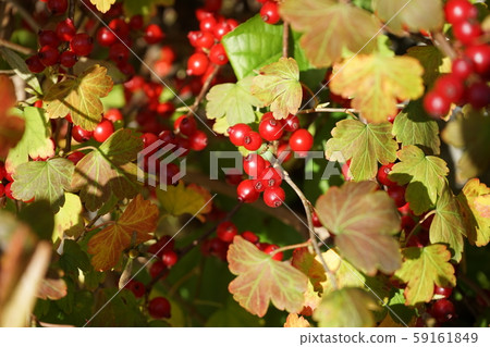 Red fruit Red fruit 59161849