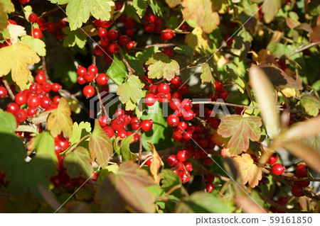 Red fruit Red fruit 59161850