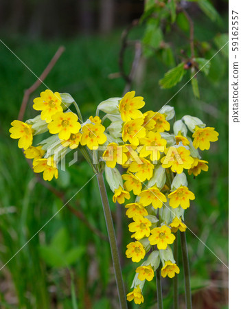 Flowering cowslip(Primula veris) closeup Flowering cowslip(Primula veris) closeup 59162557