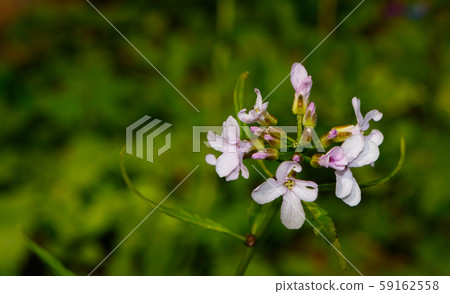Flowering Coralroot Bittercress(Cardamine Flowering Coralroot Bittercress(Cardamine 59162558