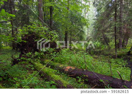 Natural mixed stand in summer 59162615