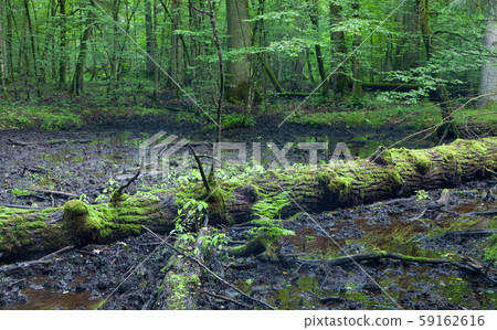 Broken oak tree in mud Broken oak tree in mud 59162616