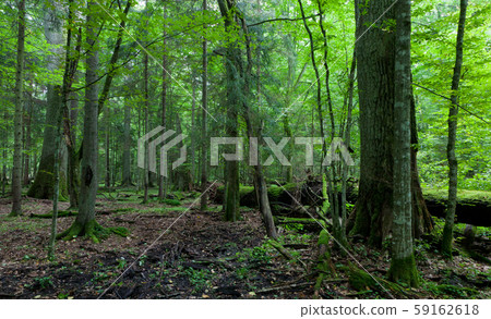 Old oak trees in stand 59162618