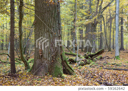 Old oak in fall 59162642