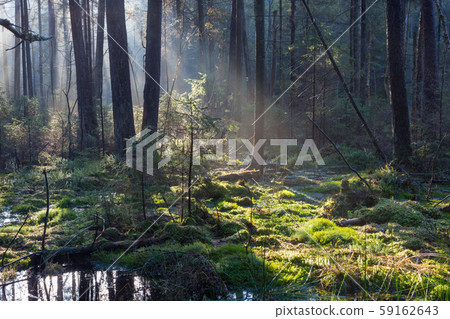 Natural coniferous stand of Landscape Reserve Natural coniferous stand of Landscape Reserve 59162643