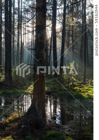 Natural coniferous stand of Landscape Reserve Natural coniferous stand of Landscape Reserve 59162644