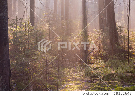 Natural coniferous stand of Landscape Reserve Natural coniferous stand of Landscape Reserve 59162645