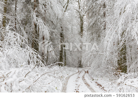 Winter landscape of natural forest with oak trees Winter landscape of natural forest with oak trees 59162653