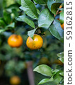 Orange fruit on the tree and Orange Park. 59162815