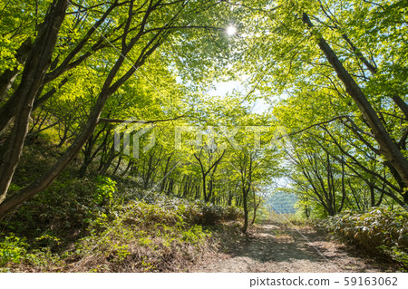 Oyama Early Summer Trekking 59163062