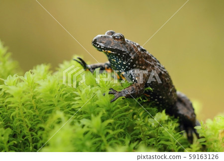 European fire bellied toad Bombina bombina European fire bellied toad Bombina bombina 59163126