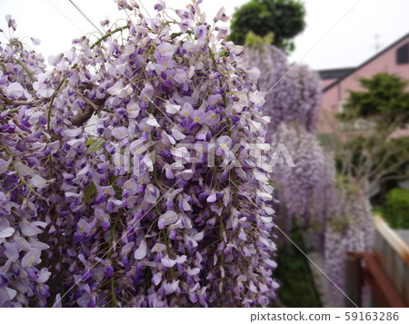 Wisteria plant flower photo purple 59163286