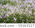 花卉園 59163527