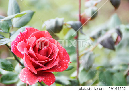 一朵玫瑰 59163532