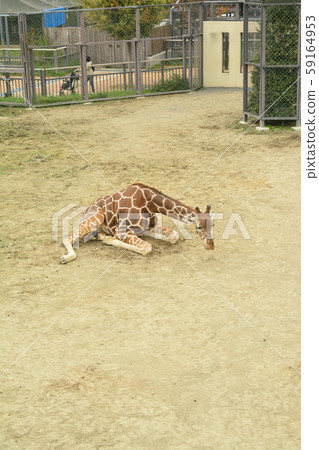 Sitting giraffe Sitting giraffe 59164953