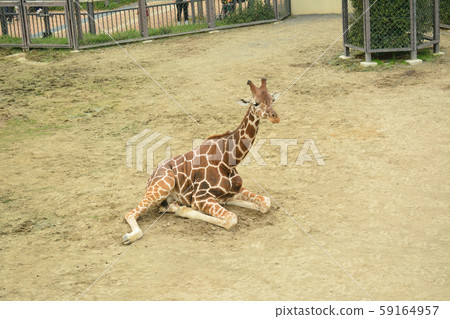 坐長頸鹿 59164957