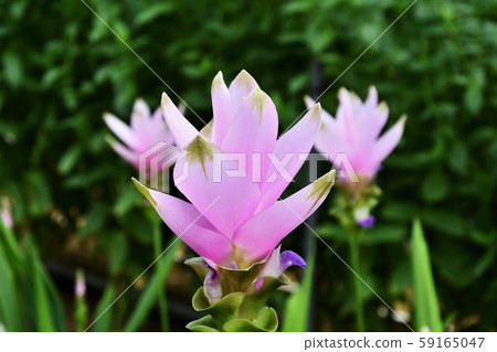 Curcuma Curcuma 59165047