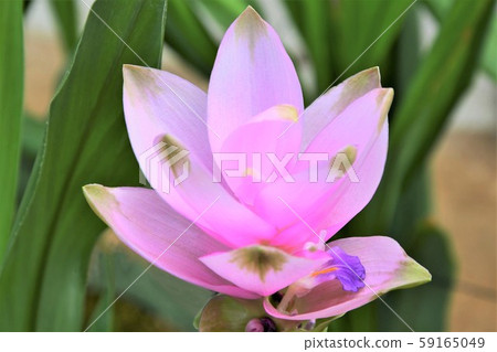 Curcuma Curcuma 59165049