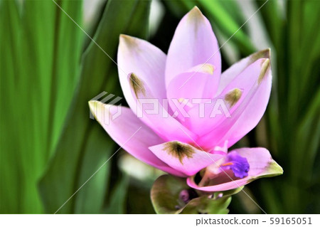 Curcuma 59165051