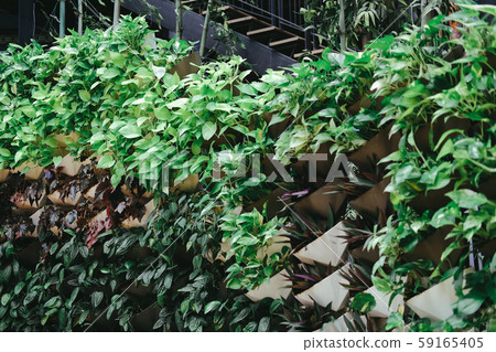 plant growing vertically in vertical garden. vegetable planted on wall plant growing vertically in vertical garden. vegetable planted on wall 59165405
