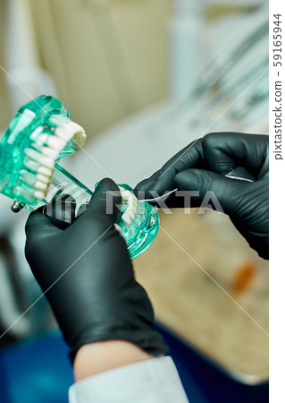 Dentist holding teeth model denture and periodontal probe. Dentist holding teeth model denture and periodontal probe. 59165944