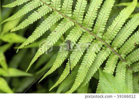 Himehososanae Himehososanae 59166012