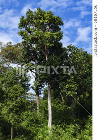 tropical rain-forest at Royal Belum State Park, Perak Malaysia. tropical rain-forest at Royal Belum State Park, Perak Malaysia. 59167356