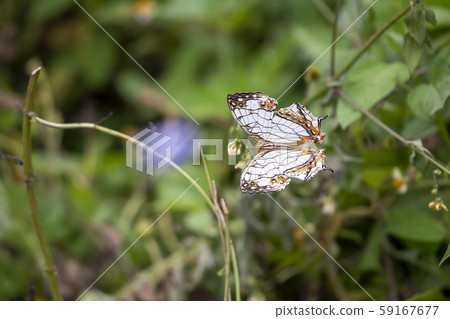 A butterfly A butterfly 59167677