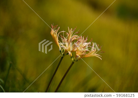 Cluster amaryllis of white color Cluster amaryllis of white color 59168125