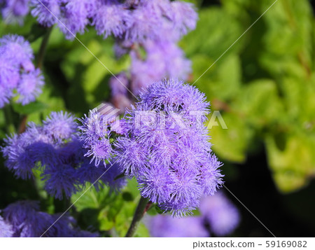 Cuckoo thistle 59169082