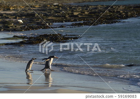 Gentoo Penguins going to sea Gentoo Penguins going to sea 59169083