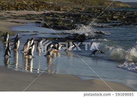 Gentoo Penguins going to sea 59169085