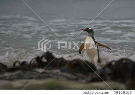 Gentoo Penguins coming ashore 59169168