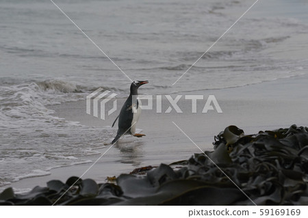 Gentoo Penguins coming ashore 59169169