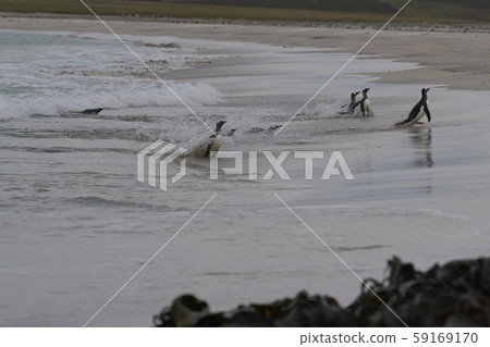 Gentoo Penguins coming ashore 59169170