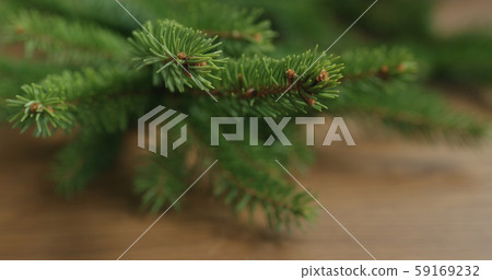 Closeup shot of spruce twigs indoor Closeup shot of spruce twigs indoor 59169232