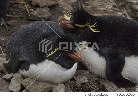 Southern Rockhopper Penguins (Eudyptes chrysocome) Southern Rockhopper Penguins (Eudyptes chrysocome) 59169260