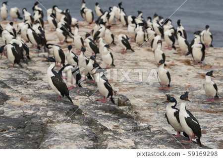 Imperial Shag (Phalacrocorax atriceps albiventer) 59169298