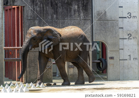 動物園大象 動物園大象 59169821
