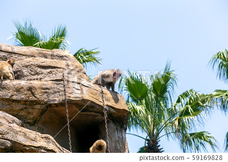 Monkey in monkey Monkey in monkey 59169828