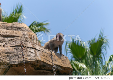 Monkey in monkey 59169829